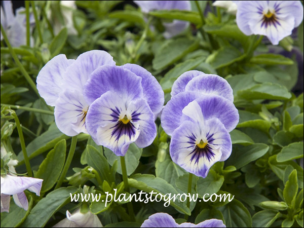 Viola Painted Porcelain